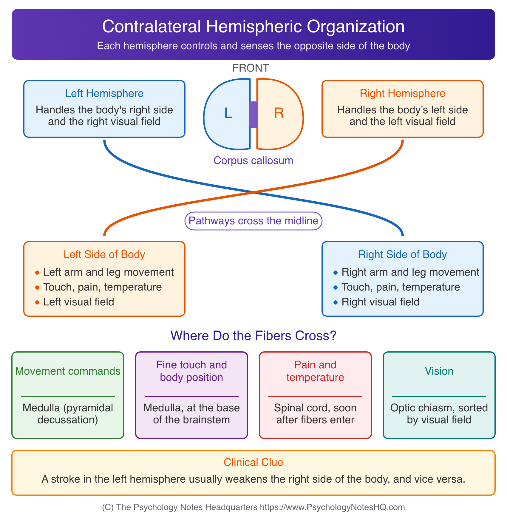 Contralateral hemispheric organization diagram showing each brain hemisphere controlling the opposite side of the body, with fibers crossing at the medulla, spinal cord, and optic chiasm