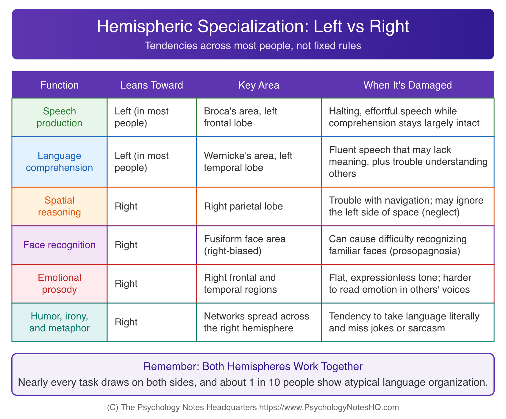 Hemispheric specialization table comparing left and right brain hemisphere functions for language, spatial reasoning, face recognition, prosody, and humor, with key brain areas and effects of damage