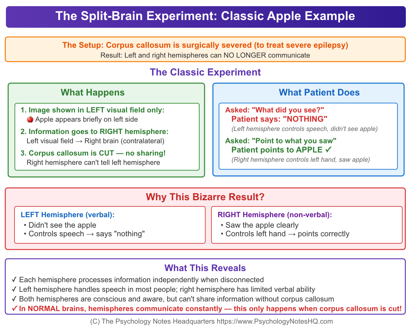 The Split Brain Experiments Summary Chart