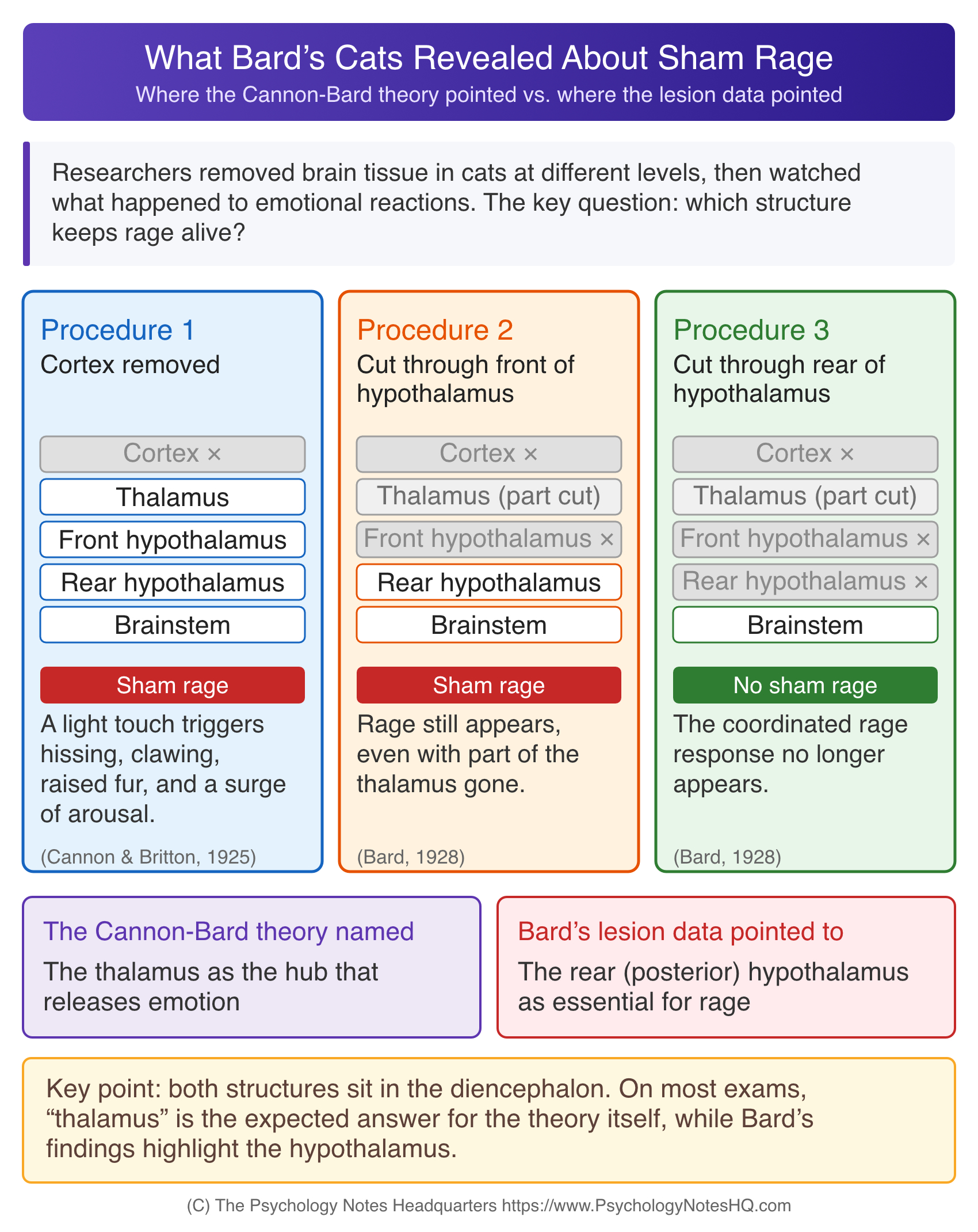 Diagram of Philip Bard's sham rage experiments in cats showing that rage depended on the posterior hypothalamus rather than the thalamus