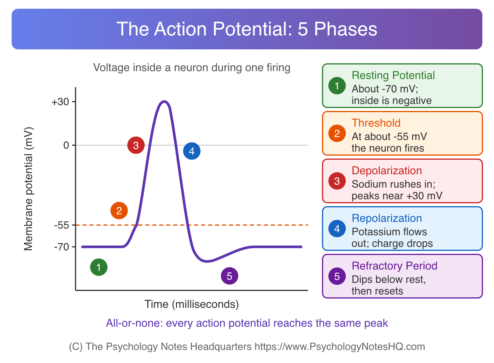 Action potential graph showing resting potential at -70 mV, threshold at -55 mV, depolarization to +30 mV, repolarization and the refractory period