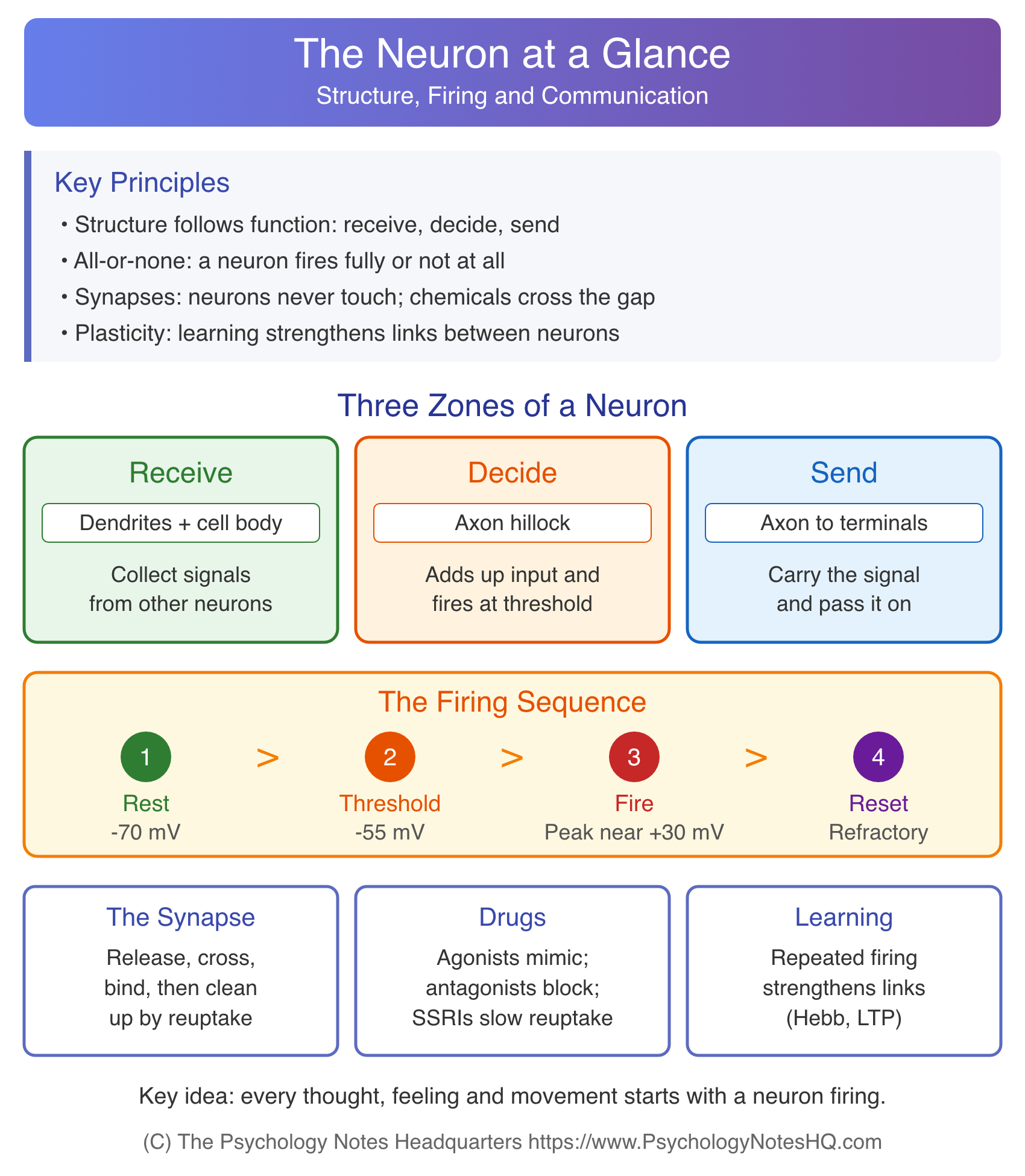 Structure of a Neuron: 8 Parts and the One Students Overlook