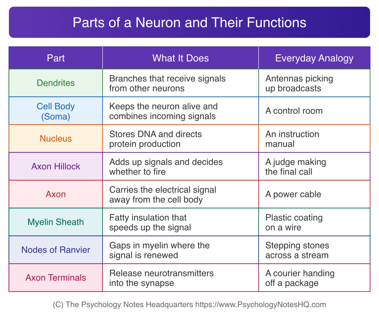 Neuron Beuty Structure of a Neuron: 8 Parts and the One Students Overlook