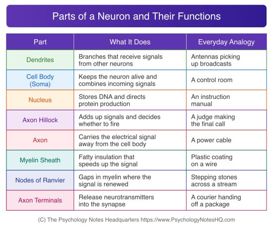 Structure of a Neuron: 8 Parts and the One Students Overlook