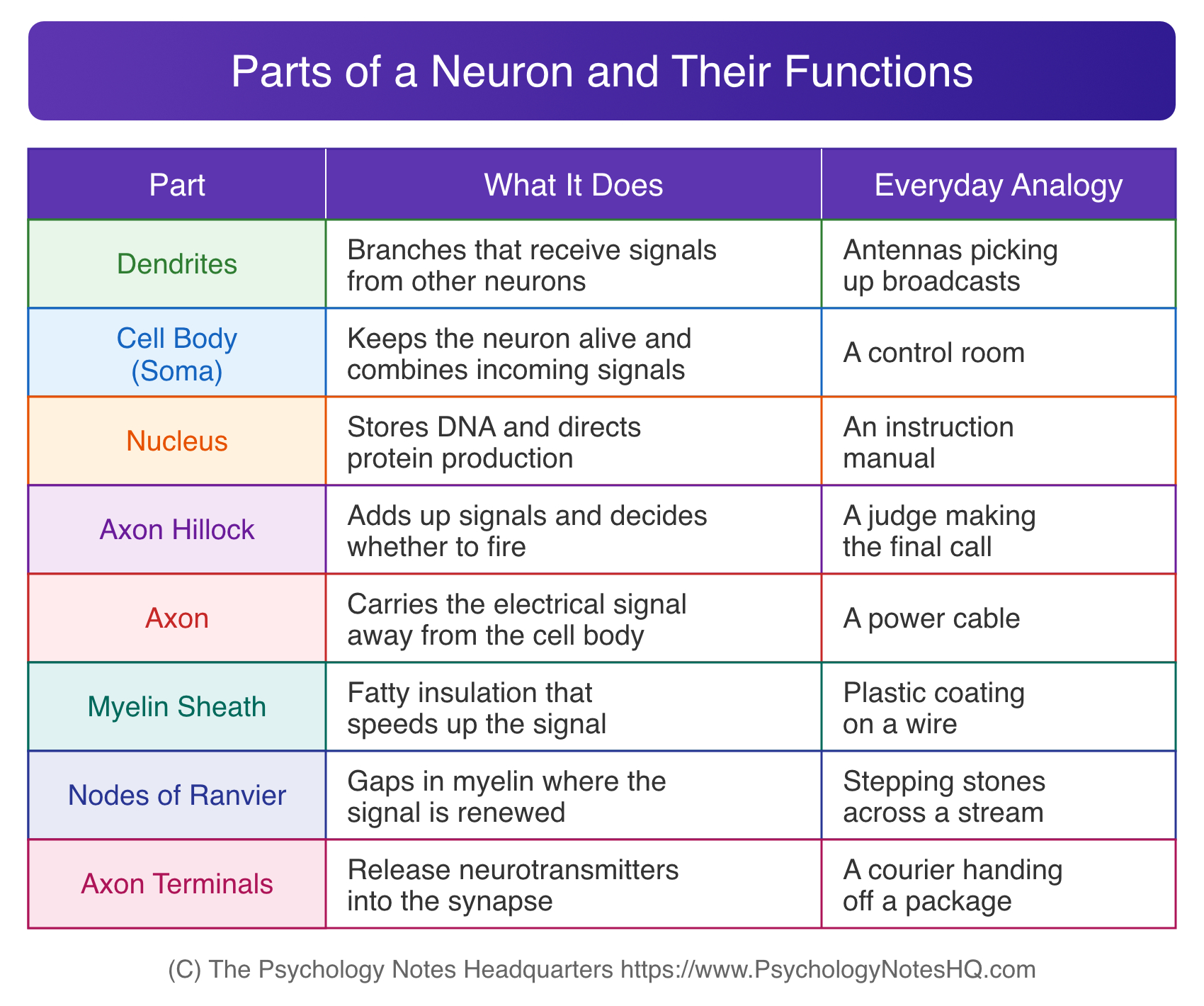 Table of the parts of a neuron and their functions, with an everyday analogy for each of the eight parts from dendrites to axon terminals