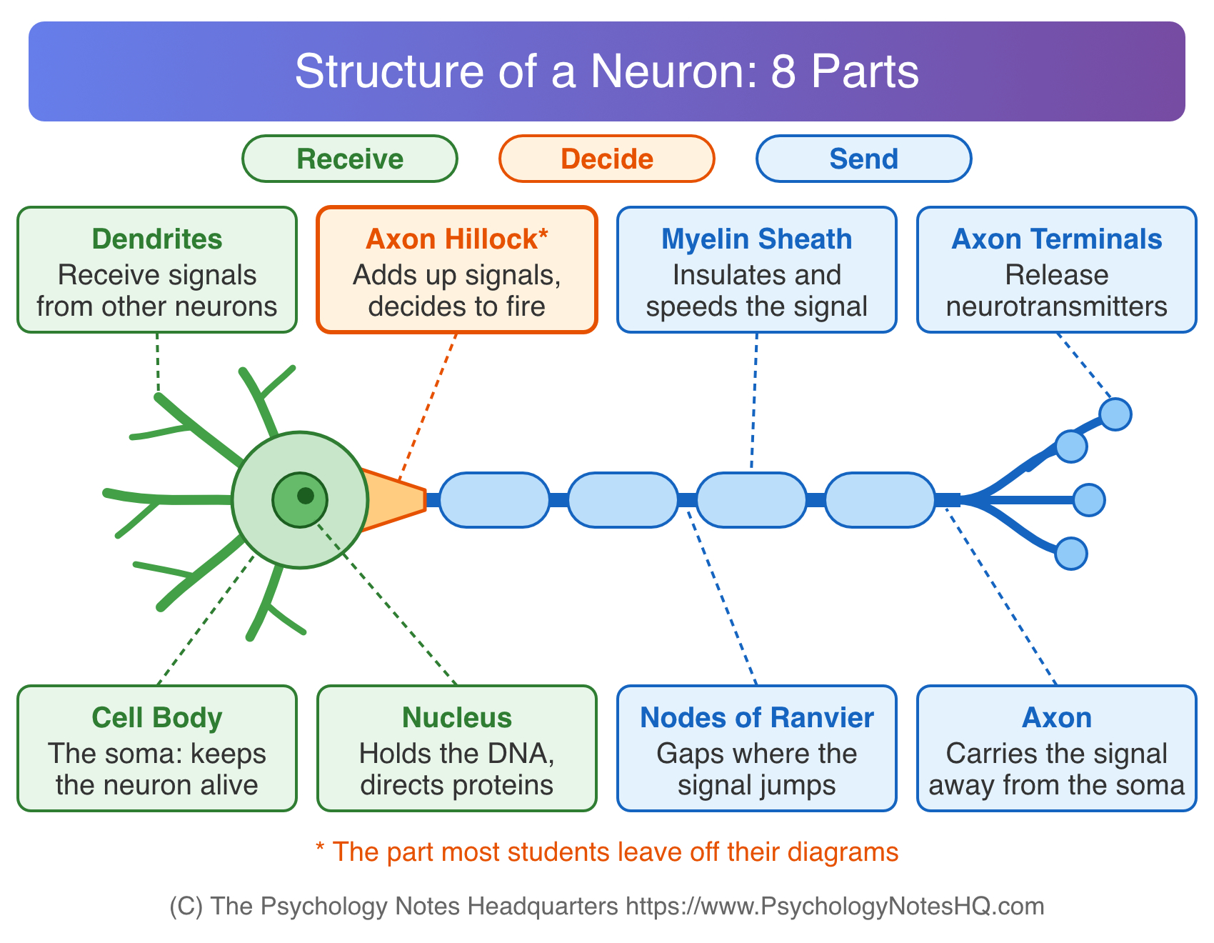 Labeled diagram of the structure of a neuron showing dendrites, cell body, nucleus, axon hillock, axon, myelin sheath, nodes of Ranvier and axon terminals
