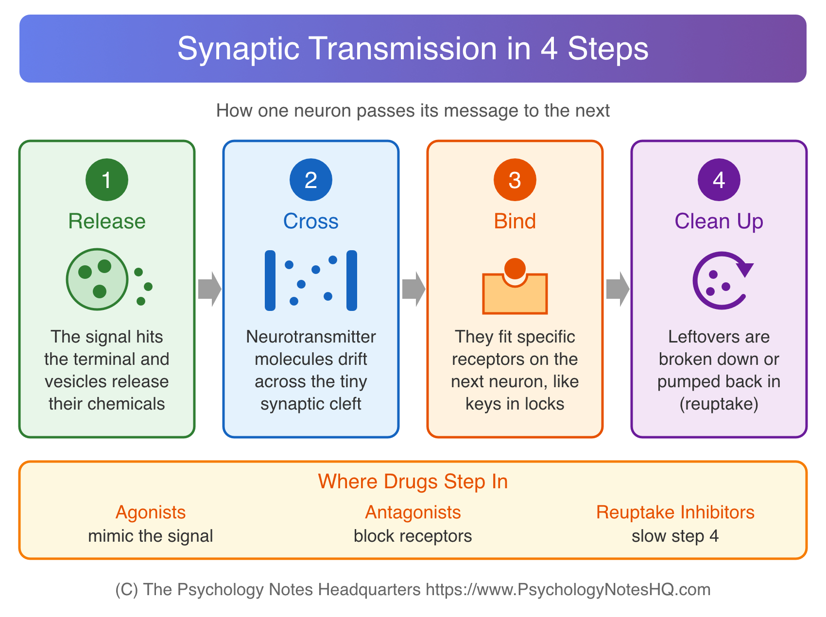 Synaptic transmission in four steps: neurotransmitter release, crossing the synaptic cleft, binding to receptors and reuptake, plus where drugs act